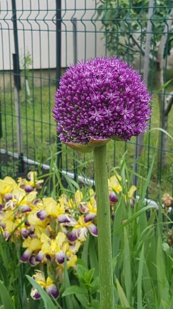 Allium giganteum - Iunie 2020