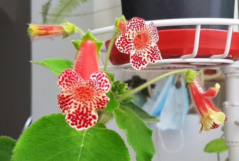 Bibbi - Kohleria