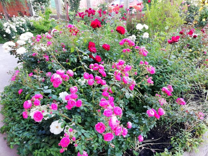  - Cum a evoluat gradina mea