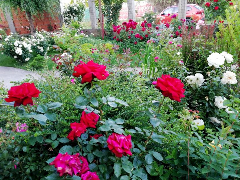  - Cum a evoluat gradina mea