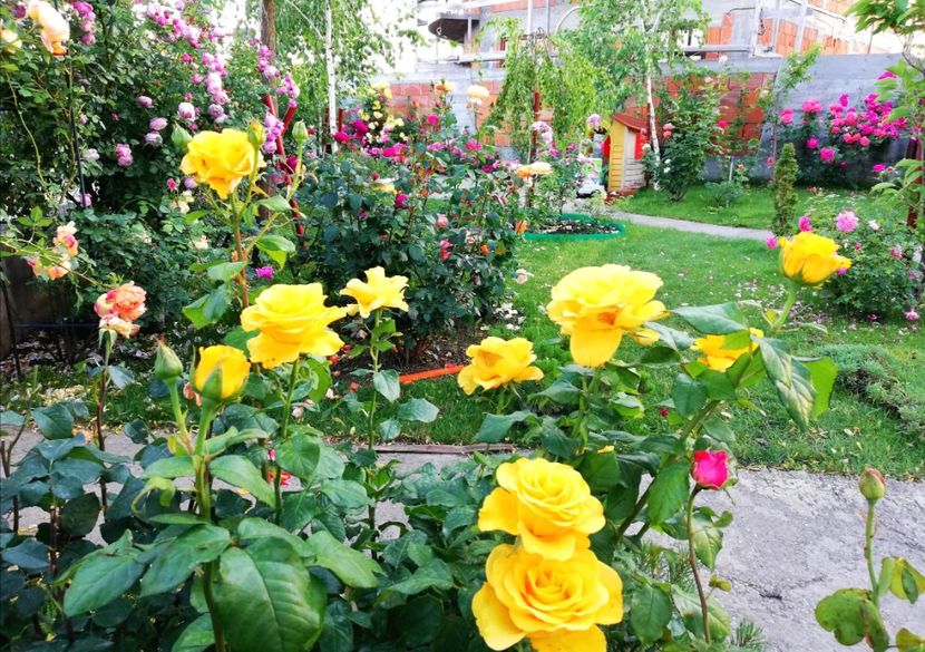  - Cum a evoluat gradina mea