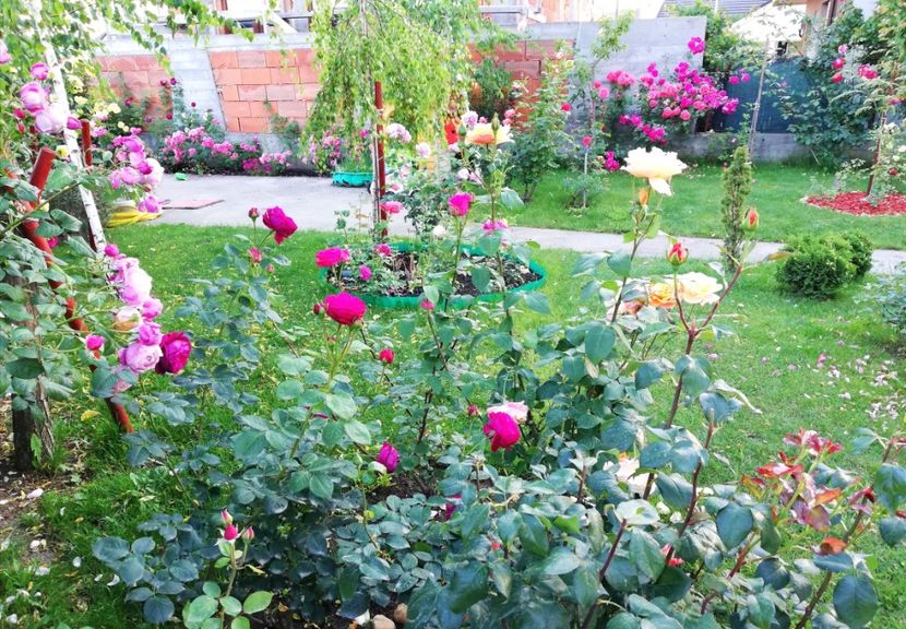  - Cum a evoluat gradina mea