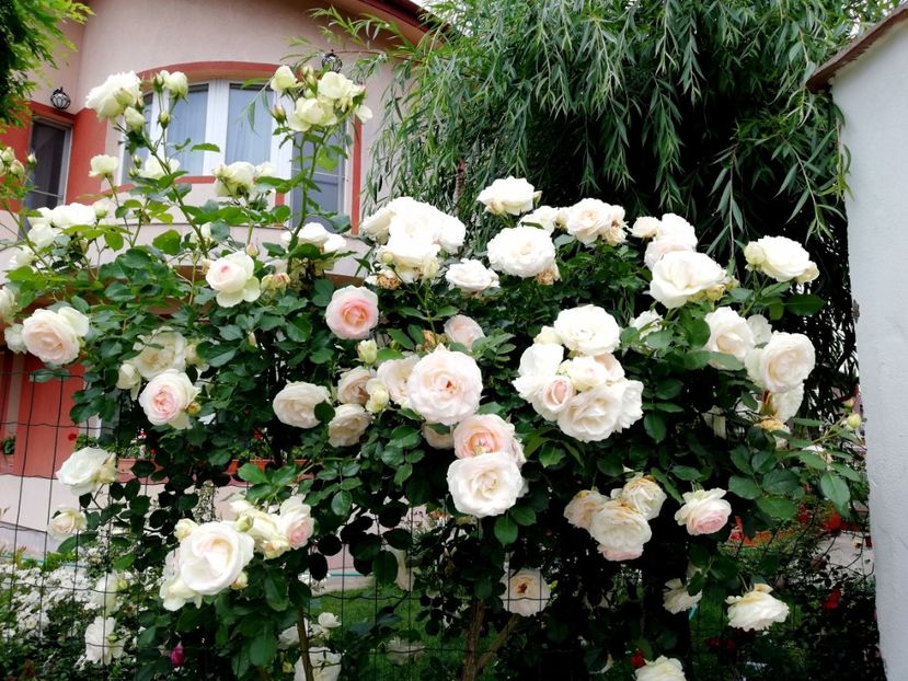  - Cum a evoluat gradina mea