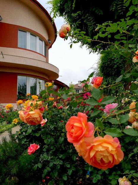  - Cum a evoluat gradina mea