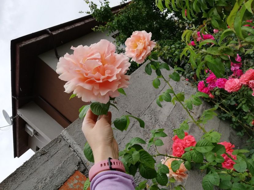  - Cum a evoluat gradina mea