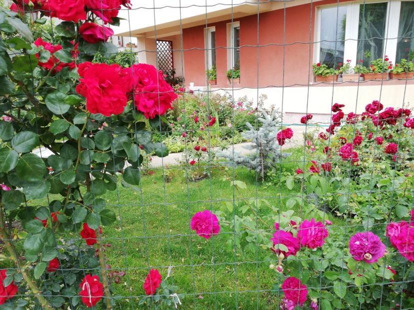  - Cum a evoluat gradina mea