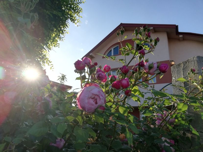  - Cum a evoluat gradina mea