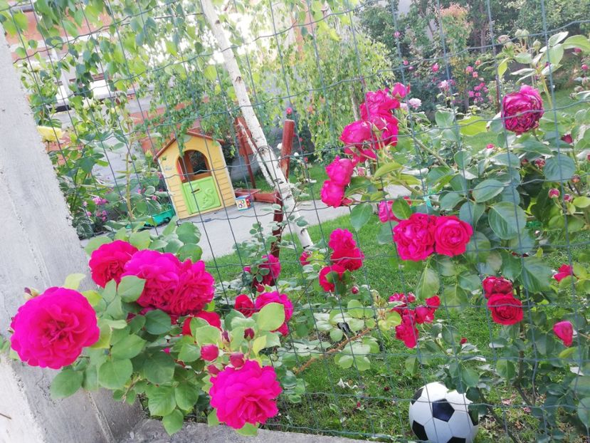  - Cum a evoluat gradina mea