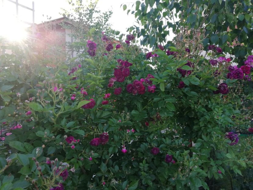  - Cum a evoluat gradina mea