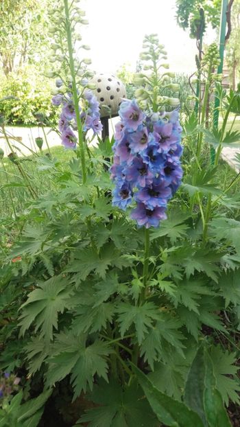 Delphinium(nemtisor) "high society" - Gradina si terasa PrimaLuce_7-Hello 2020