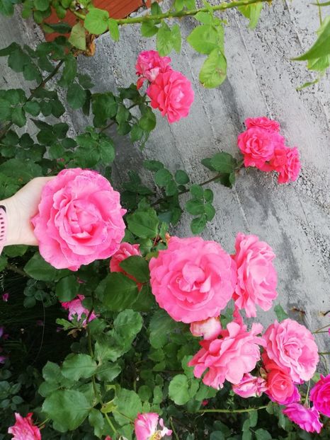  - Dee dee Bridgewater