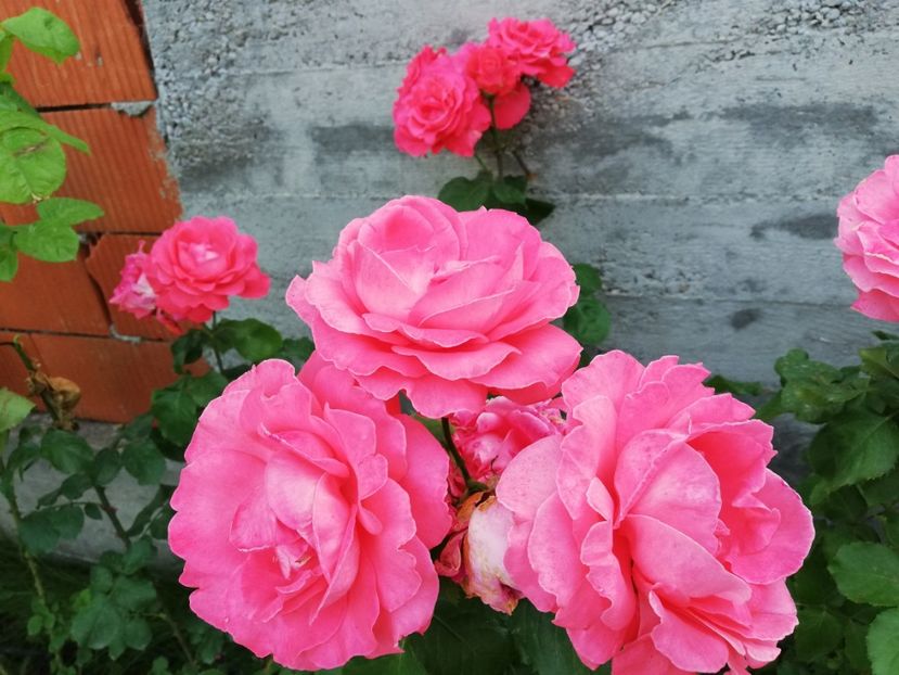  - Dee dee Bridgewater