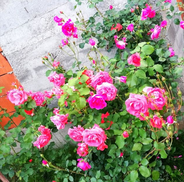  - Dee dee Bridgewater