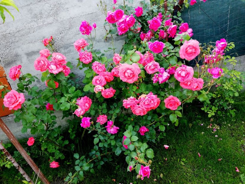  - Dee dee Bridgewater