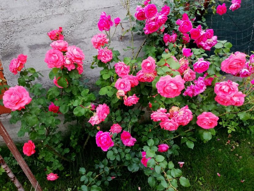  - Dee dee Bridgewater