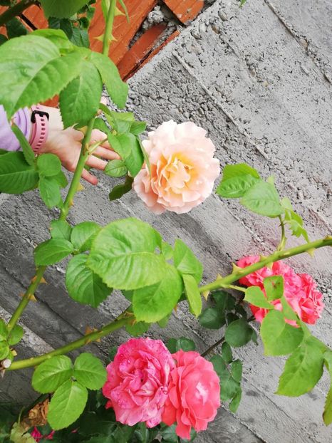  - Dee dee Bridgewater