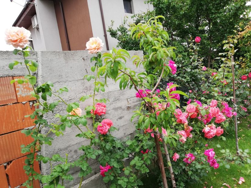  - Dee dee Bridgewater