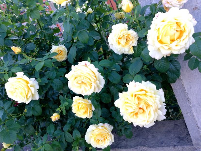  - Cyrano de Bergerac