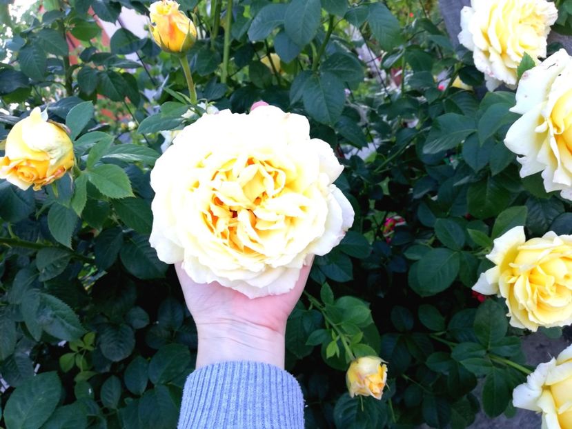  - Cyrano de Bergerac