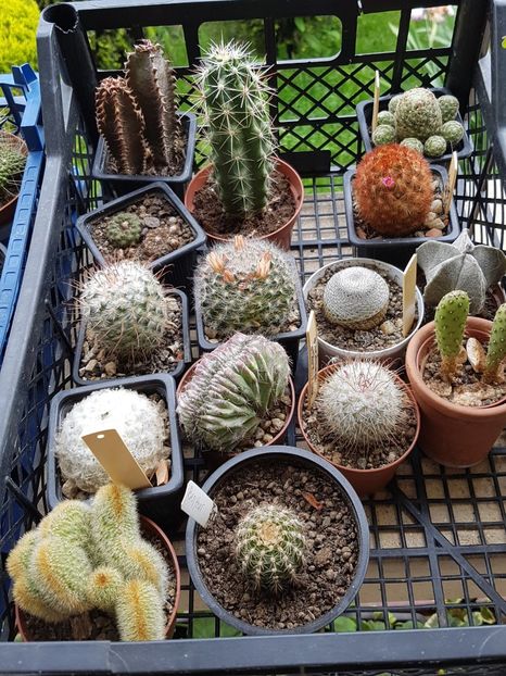  - Cactusi si suculente 2020-2021-2022-2023- 2024