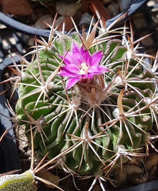 Echinofossulocactus - Cactusi si suculente 2020-2021-2022-2023