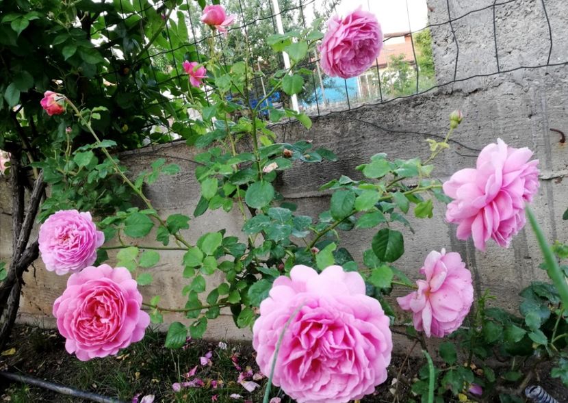  - Princess Alexandra of Kent