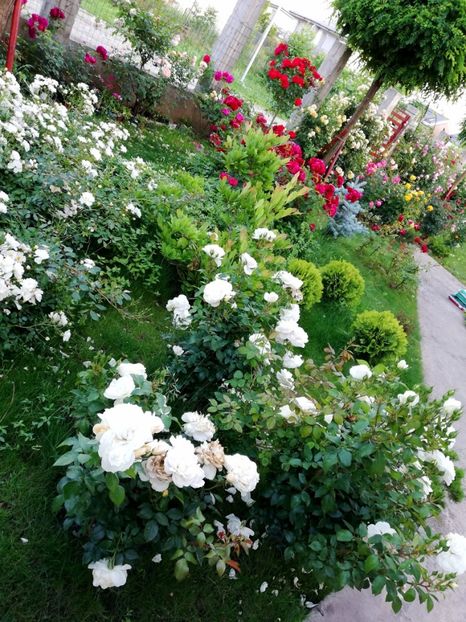  - Uetersener klosterrose- urcator