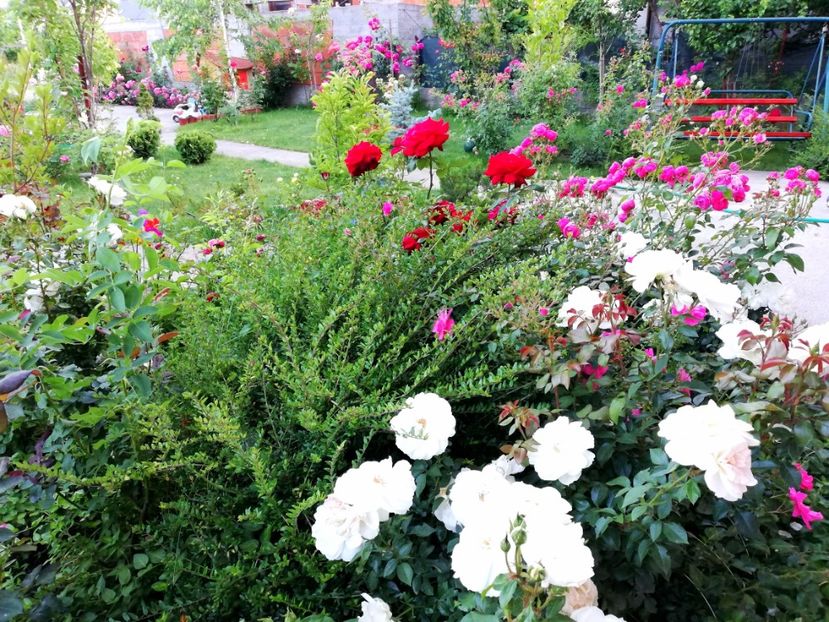  - Uetersener klosterrose- urcator