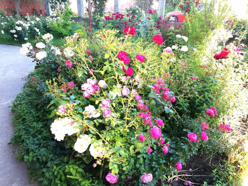  - Uetersener klosterrose- urcator