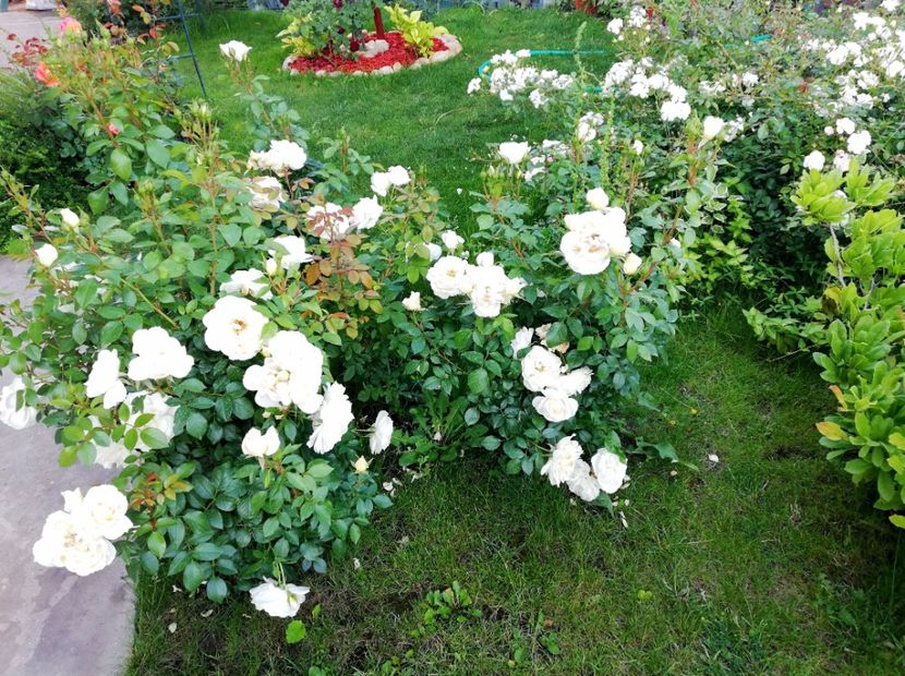  - Uetersener klosterrose- urcator