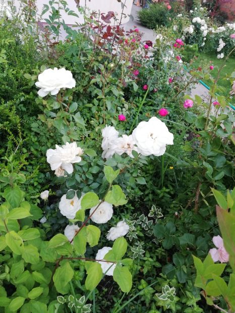  - Uetersener klosterrose- urcator