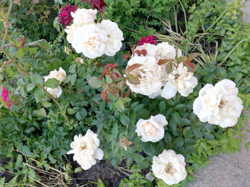  - Uetersener klosterrose- urcator