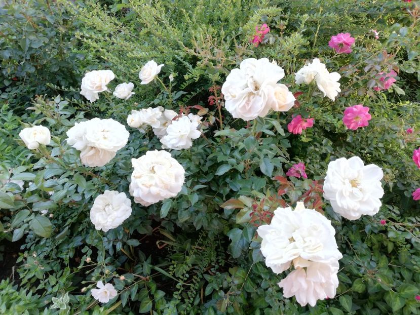  - Uetersener klosterrose- urcator
