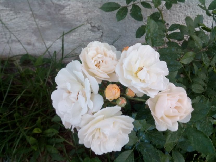  - Ghislaine de Feligonde