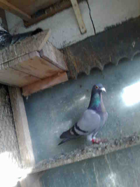  - Pui 2017-2018 -2019-2020 -2021-matca-doici-vind aproape tot lotul