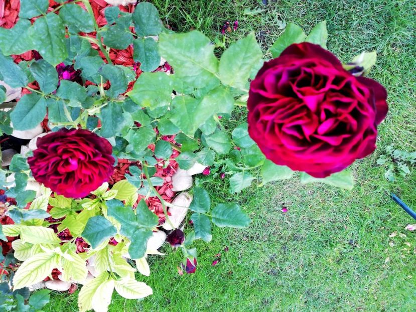  - Astrid Grafin von Hardenberg