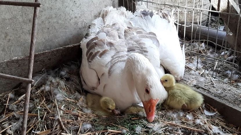VideoCapture_20200607-131916 - Gaste Tula 2021 - Tula geese Tula kampfganse Tula oie