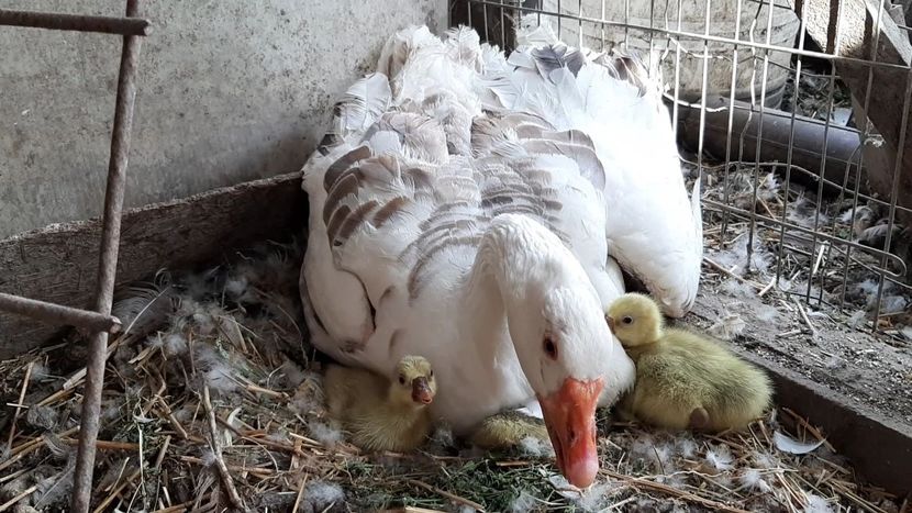 VideoCapture_20200607-131911 - Gaste Tula 2021 - Tula geese Tula kampfganse Tula oie