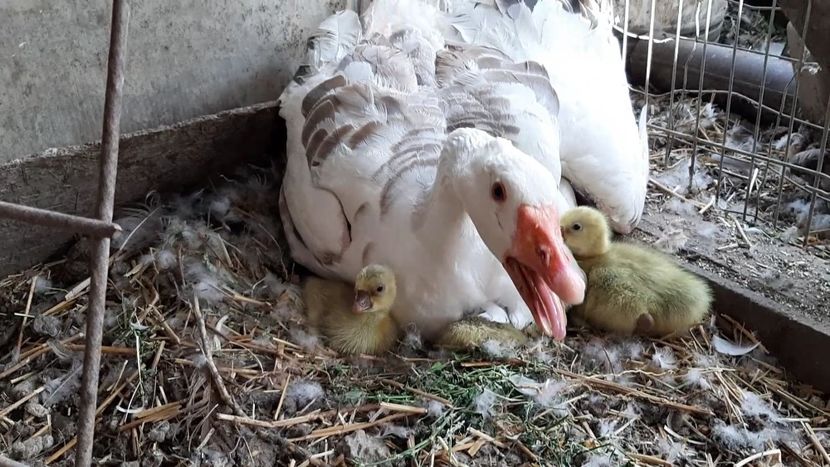 VideoCapture_20200607-131910 - Gaste Tula 2021 - Tula geese Tula kampfganse Tula oie