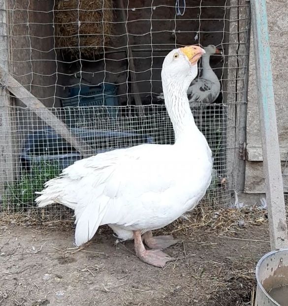  - Gaste Tula 2021 - Tula geese Tula kampfganse Tula oie