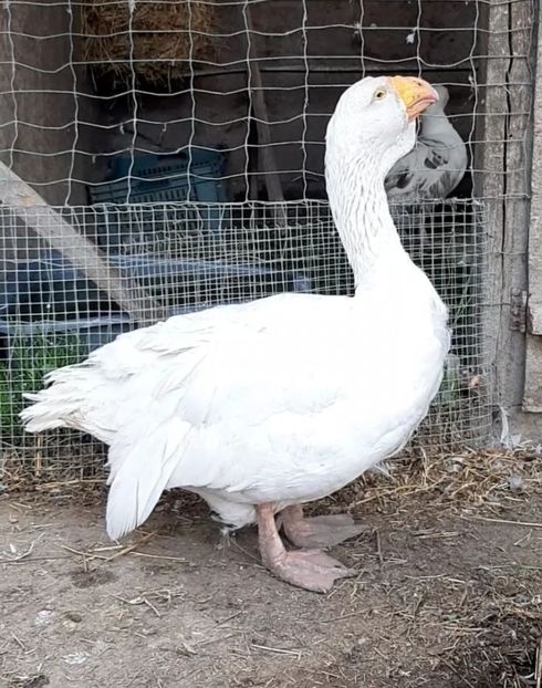  - Gaste Tula 2021 - Tula geese Tula kampfganse Tula oie