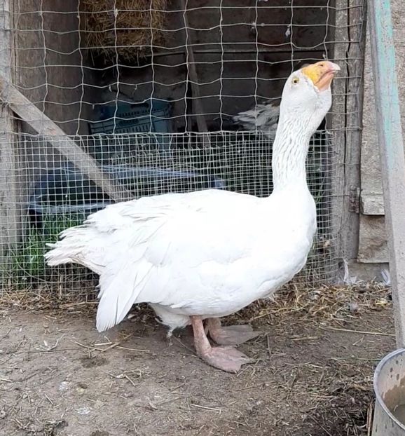  - Gaste Tula 2021 - Tula geese Tula kampfganse Tula oie