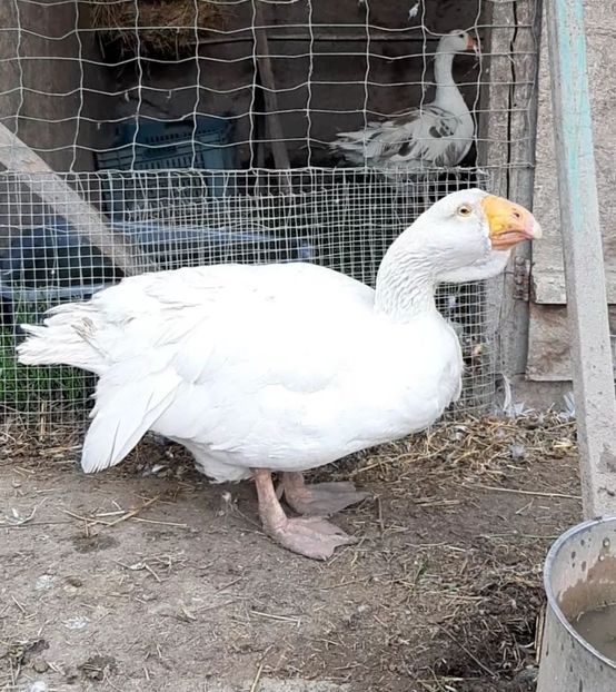  - Gaste Tula 2021 - Tula geese Tula kampfganse Tula oie