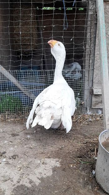 VideoCapture_20200607-131700 - Gaste Tula 2021 - Tula geese Tula kampfganse Tula oie