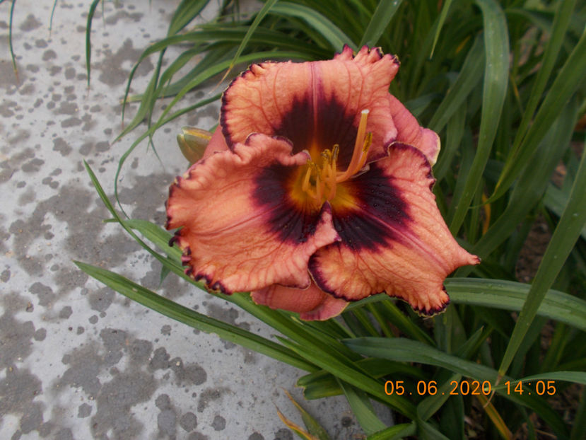 Adamas - HEMEROCALLISI-2020