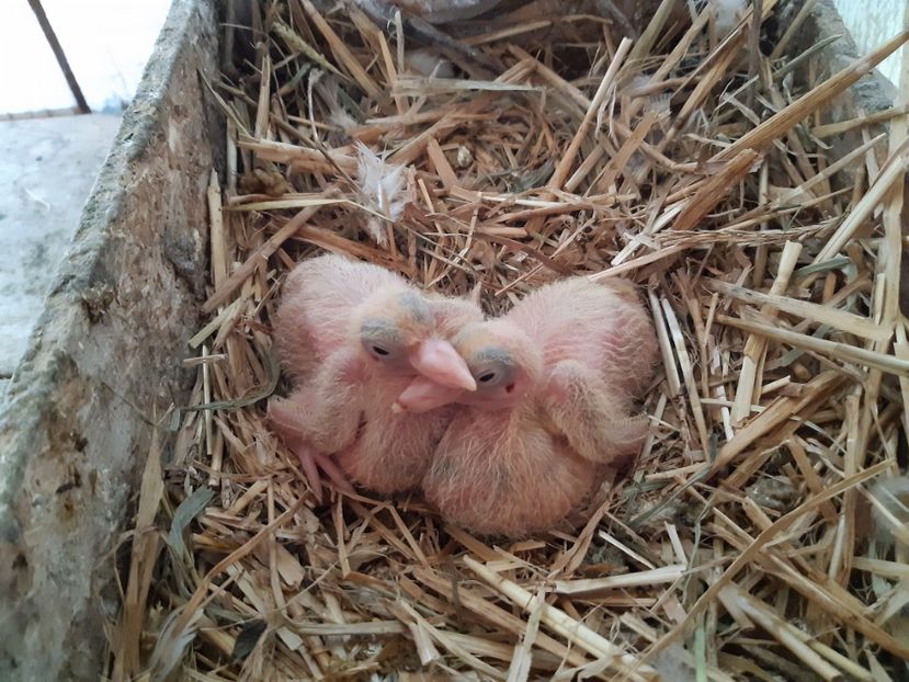 F - F  PERECHEA  9 . - 05 PUI TEXANI 2020