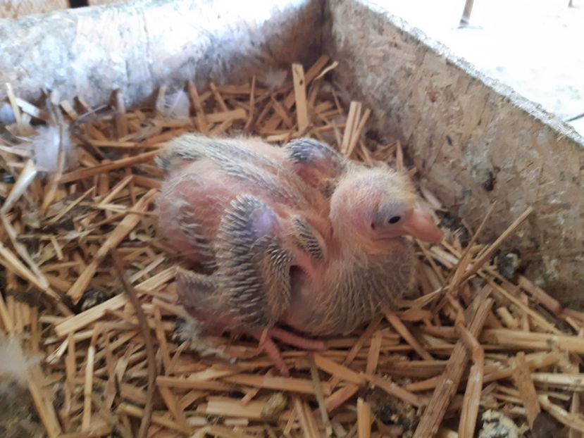  - 05 PUI TEXANI 2020