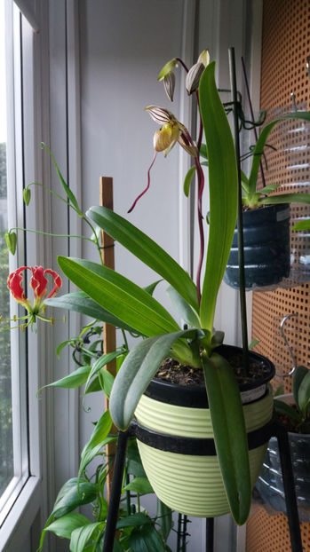 Paphiopedilum philippinense - Orhidee_5_simpodiale fără pseudobulbi