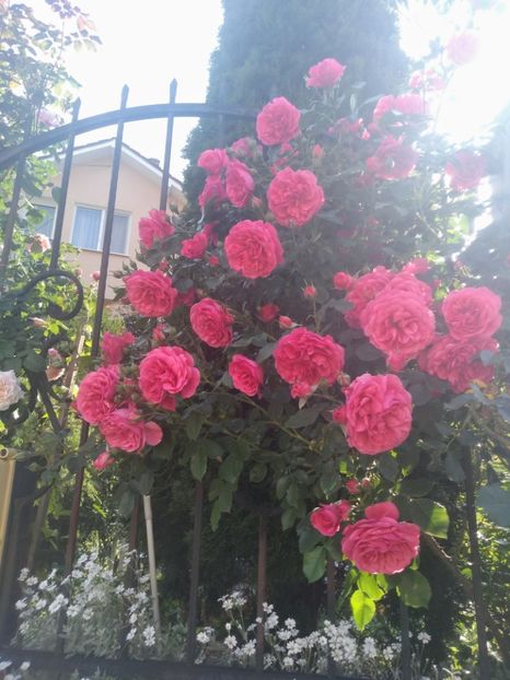 rosarium uetersen - Trandafiri 2020