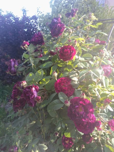 tuscany superb - Trandafiri 2020